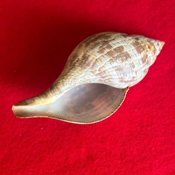 Tulip Shell - Picture 5 of 7